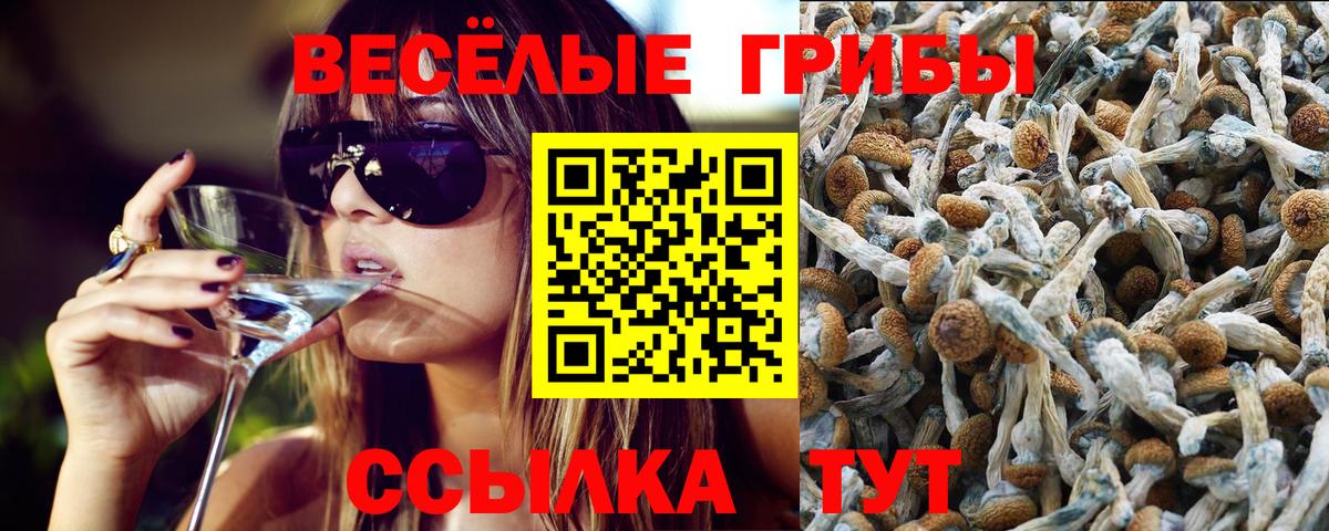 Псилоцибиновые грибы Psilocybine cubensis Лянтор