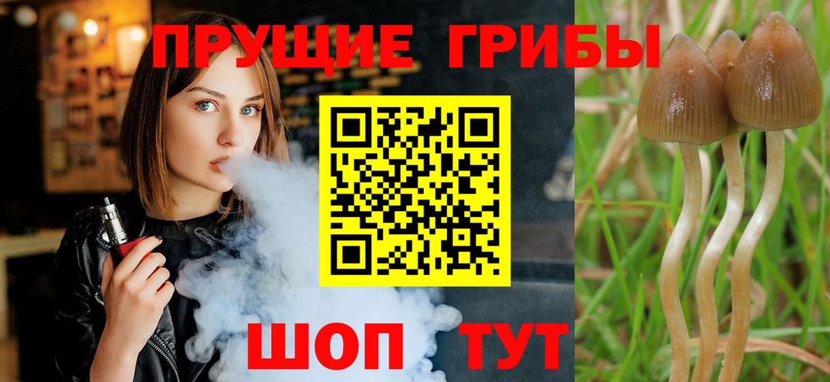 Лянтор  Галлюциногенные грибы Psilocybine cubensis  Вход с VPN 